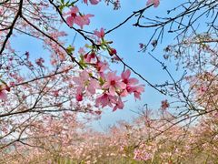 -天适樱花悠乐园