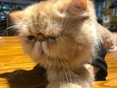 -more than meow吴止猫主题餐厅(承德 中船汇店)