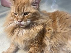 -藏猫猫咖啡主题馆(中央大道店)