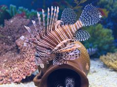 -芜湖新华联大白鲸海洋公园