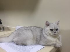 -芭比堂宠物医院·全科爱猫医院·仁德分院