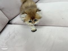 -喵百万·布偶·蓝金金渐层英短·猫舍(百子湾店)