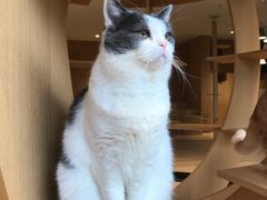 -CAT’S MEWSTAR CAFE·喵星球猫屋(晴湾咖啡店)