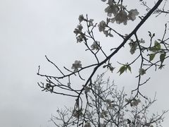 -天适樱花悠乐园