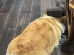 -肥朵食堂(带梦胡同店)