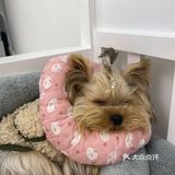 成都探店｜可爱家的狗狗也太好rua了