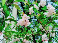 -桃花岛景观公园
