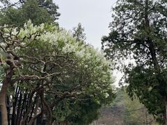 -香山公园