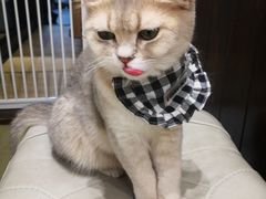 -逗柴咖啡屋·狗咖猫咖宠物桌游
