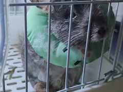 -雨林宠物医院 非犬猫异宠专科
