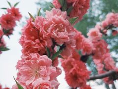 -海棠花溪(元大都城垣遗址公园)
