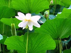 -莲湖公园