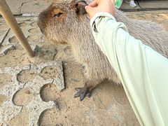 -合肥野生动物园
