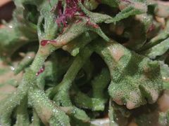 -月下料理(楷林IFC店)