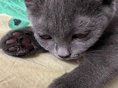 -爱洗澡的猫(望京店)