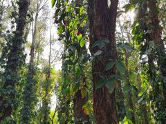 -华南国家植物园-售票处