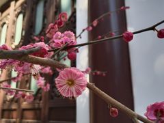 -上海醉白池公园
