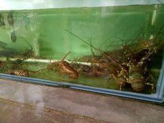 -蚝乡农庄(铁涌赤岸店)