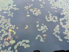 -腾冲北海湿地