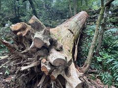 -天目山大树王景区