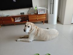 -达爱动物医院·犬猫分区·CT·复杂眼科(远洋山水分院)