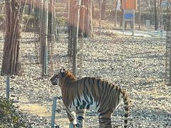 -秦皇岛野生动物园