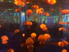 -石家庄海洋公园