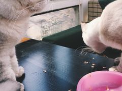 -猫小院猫主题咖啡厅(北锣店)