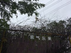 -天适樱花悠乐园