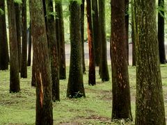 -上海共青森林公园