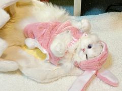 -lincat·猫舍(广州店)