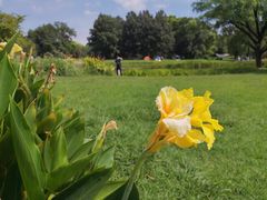 -上海共青森林公园