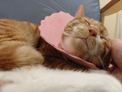 -滚猫咖啡·猫咖·猫友好撸猫(未来城店)