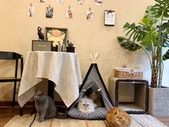 -猫友咖啡店(玉林西路店)