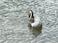 -广州白江湖森林公园