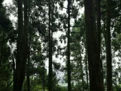 -岚山猴子公园