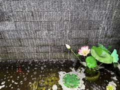 -吕氏焗小鲜•海鲜青岛菜(总店)