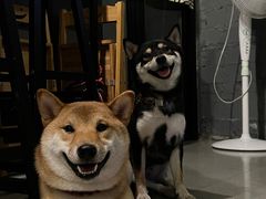 -柚下次·关东煮