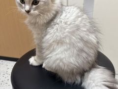-瑞派康怡24h宠物医院·犬猫医疗中心·微创绝育(瑞景分院)