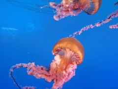 -太平洋海底世界