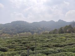 -中国茶叶博物馆(双峰馆区)