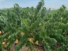 -南汇老顾农家乐采摘大团水蜜桃采摘店