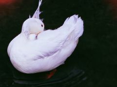 -麻小度青花椒鱼(安德总店)