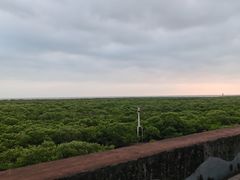 -北海金海湾红树林生态旅游区