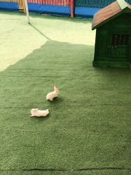 -萌宠亲子动物乐园(槐房万达店)