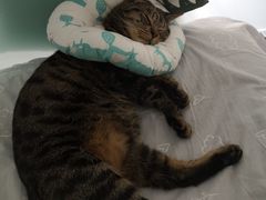 -喜多萌中农锦绣动物医院24H·猫科·牙科MRI·CT