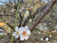 -广州市流溪河国家森林公园