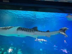 -烟台海昌鲸鲨海洋公园