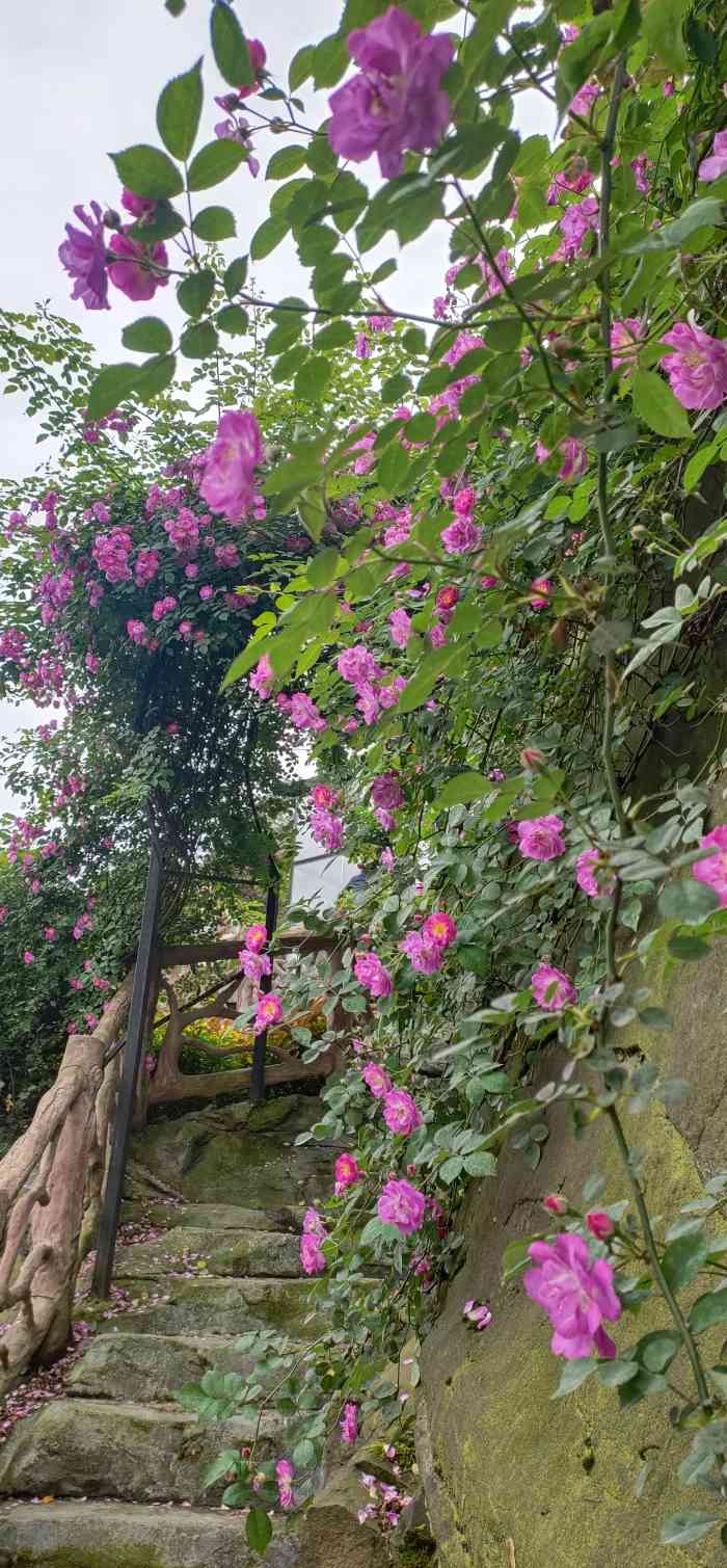 铜锣花谷生态园-"位于南岸区的弹广路上,建议开车去,虽然也.