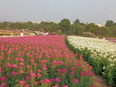 -径山花海